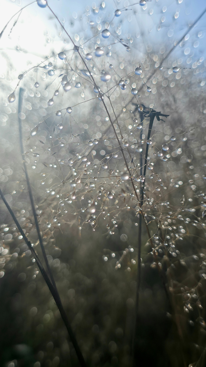 Осенняя роса, туман