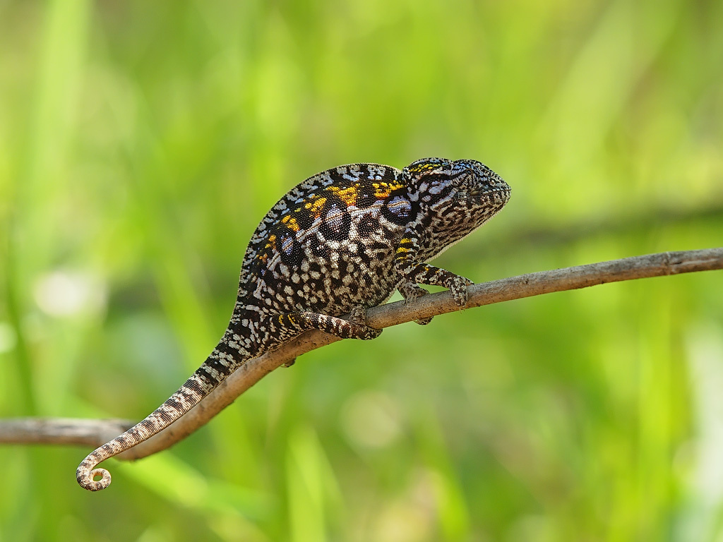Ковровый хамелеон. Взято с открытого источника:https://www.flickr.com/photos/olegchernyshov/32183195793/