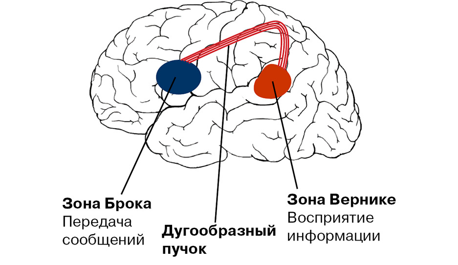зона Вернике и зона Брока