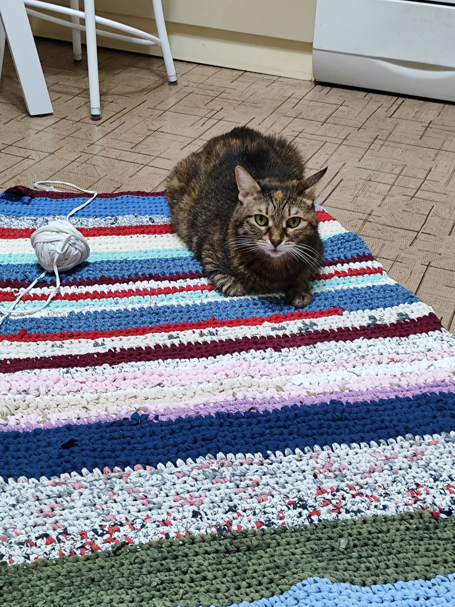 Кошка уже оценила.