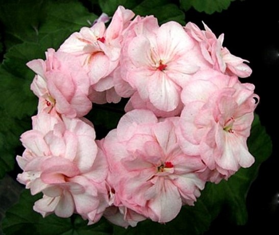 ТА Марсель не вошла в список моих "хотелок", но она шикарная!