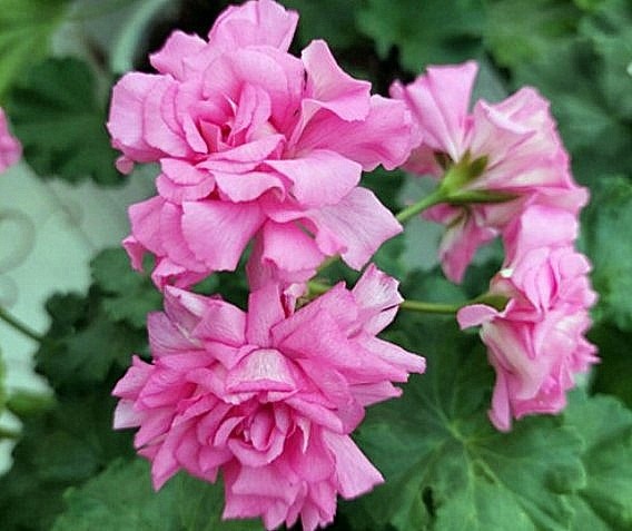 Скарлет О’Хара - крупноцветковая красотка!