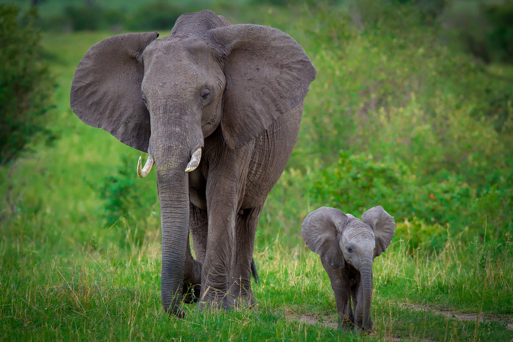 BisharaM / Shutterstock / FOTODOM📷У слонов самых долгий период внутриутробного развития — до 22 месяцев