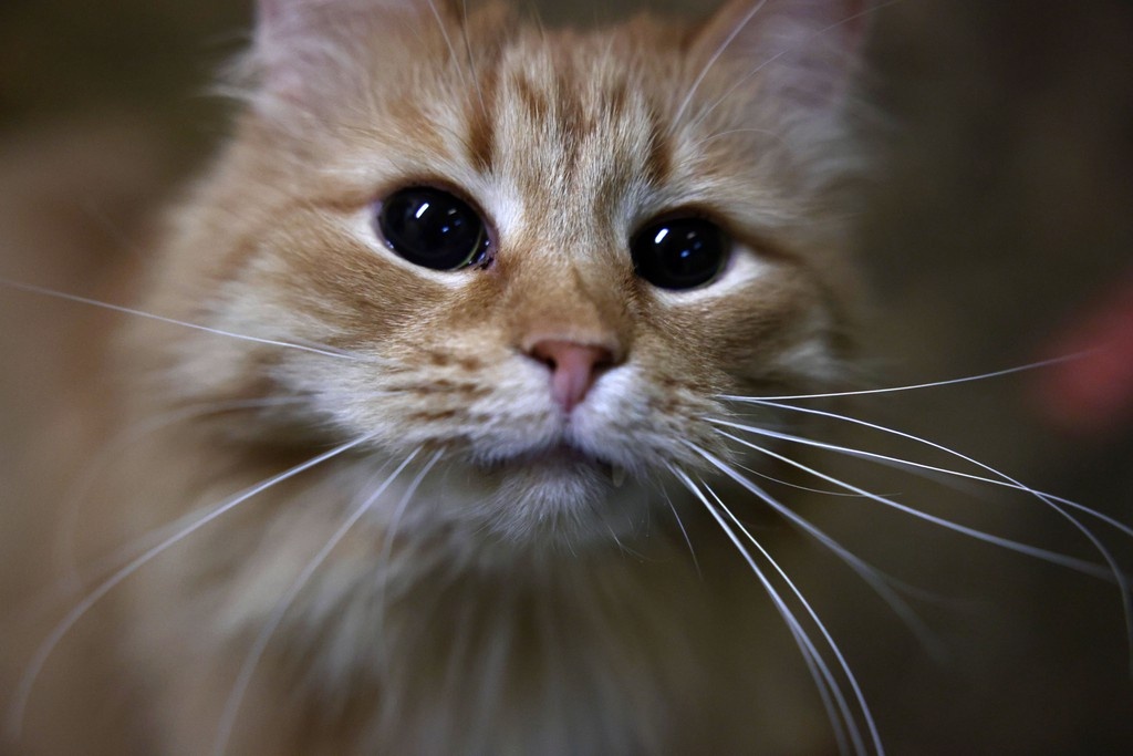    Фото © Анастасия Романова / Абзац