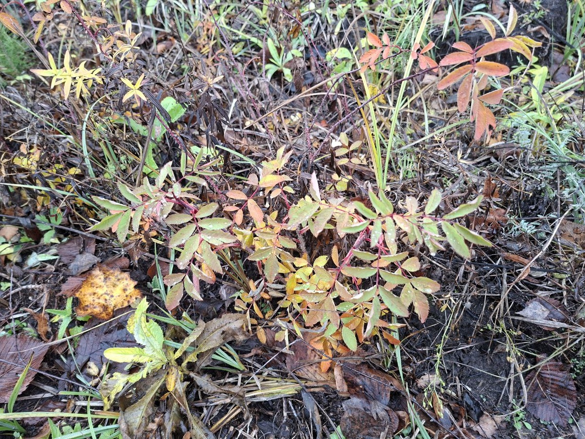 Октябрь в лесу