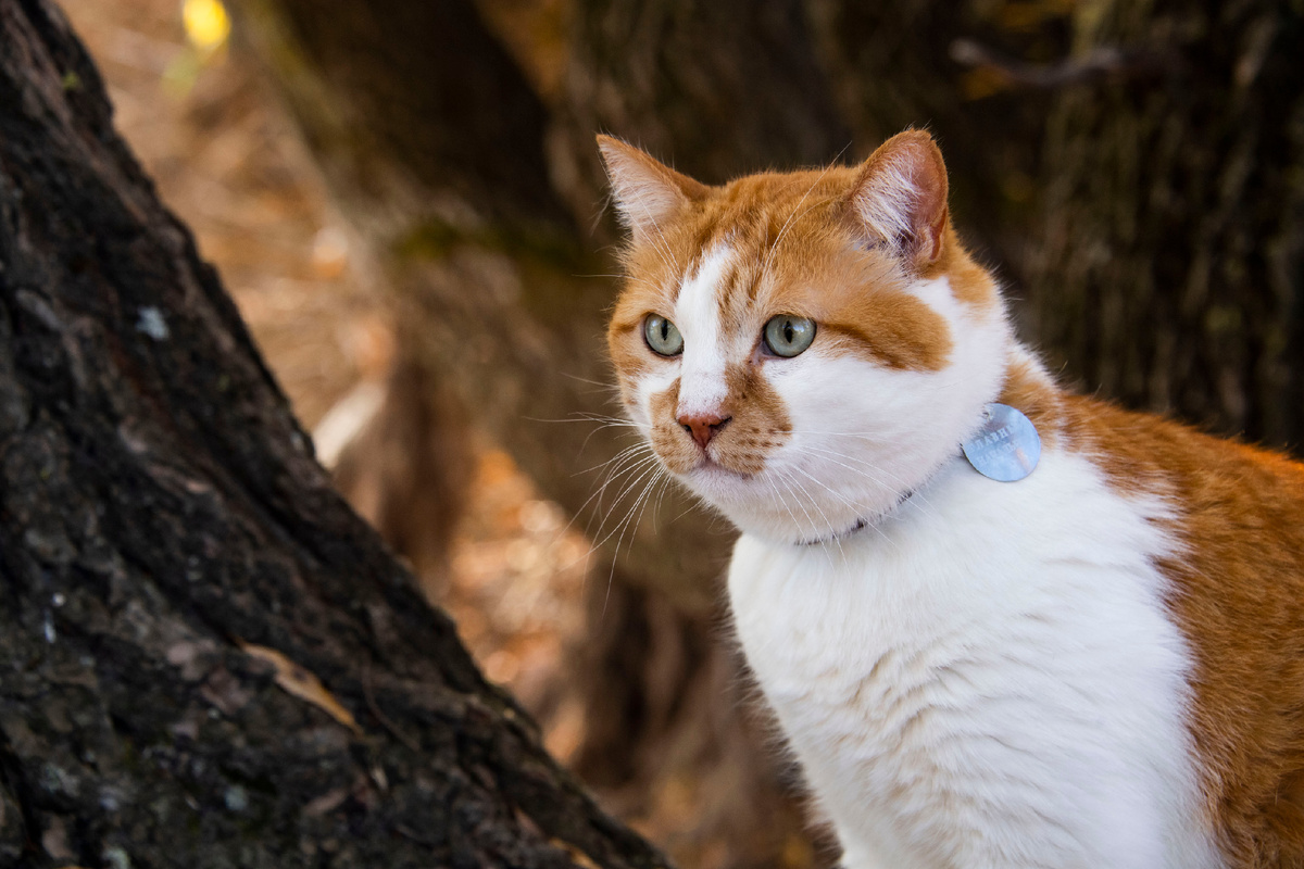Побежали по моим следам!