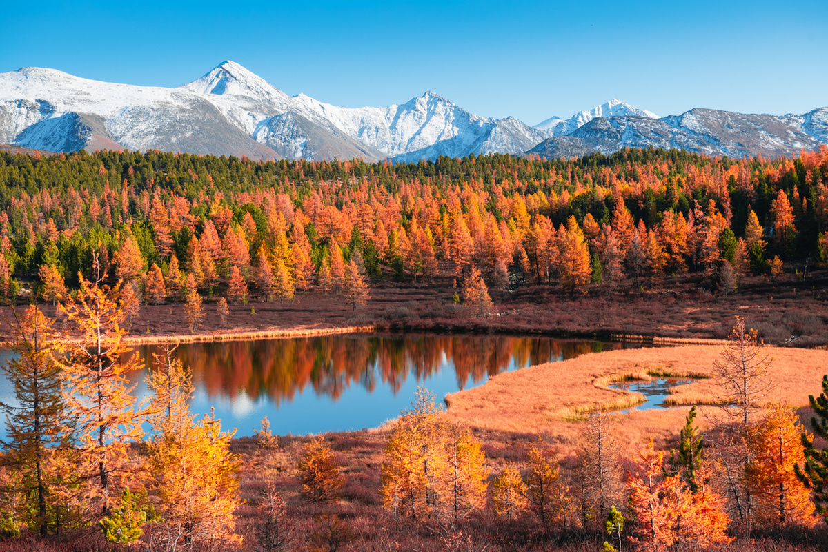 Olga_Gavrilova/istock