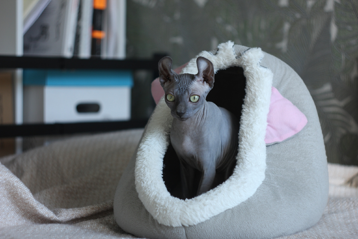 Один из двух синтетических домиков Эль. Внутри на дне - мягкая подушечка, которую она старательно разминает перед входом