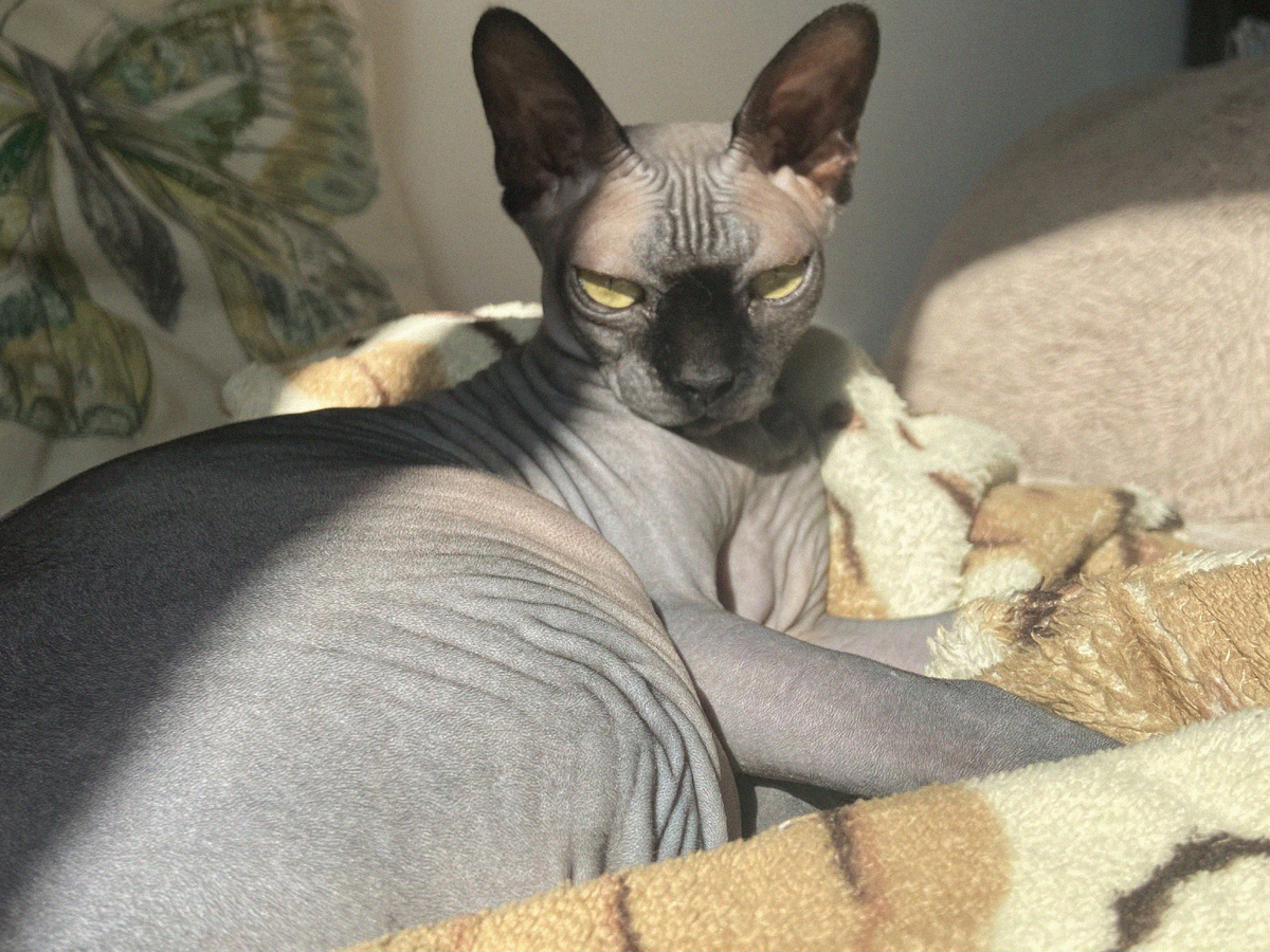 Любимый плед Коти - самый мягкий и самый синтетический из трех