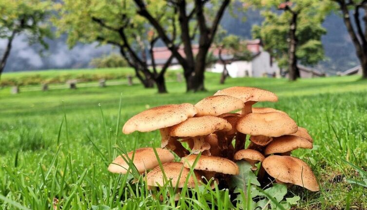    Грибы рядом с домом. Как создать задел на многие годы? Фото: Erika on Unsplash