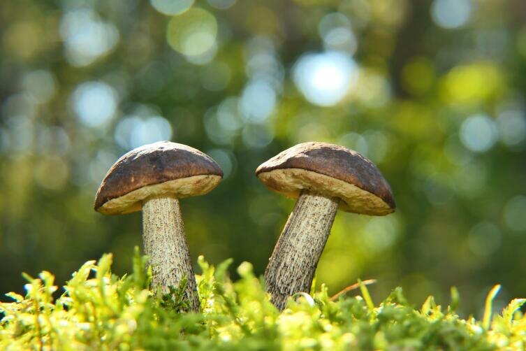    Фото: Krzysztof Niewolny on Unsplash