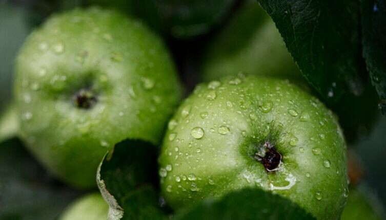   Кислые яблоки: почему их ценили больше сладких? Фото: Nikolay Hristov on Unsplash