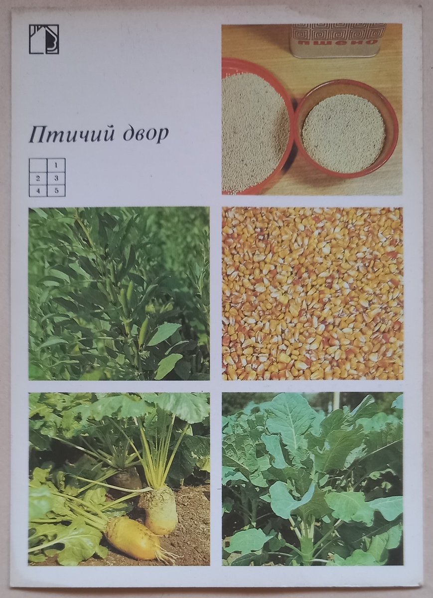 1. Открытка из набора "Птичий двор", из серии "Ваш приусадебный участок", выпуск 5.