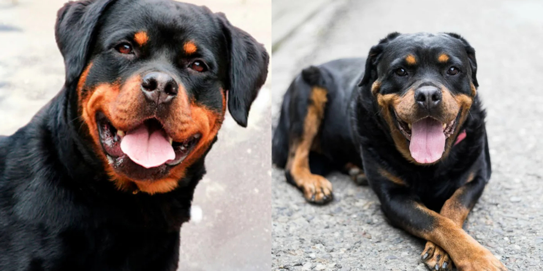 7 причин, по которым я не советую заводить ротвейлера