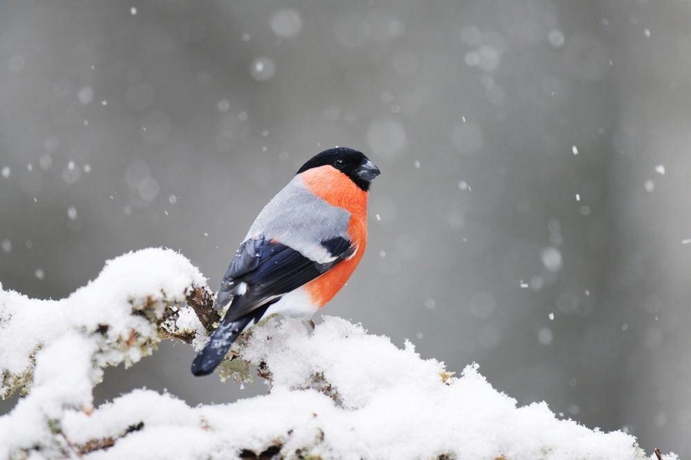 Henri_Lehtola / Shutterstock / FOTODOM📷Снегирь обитает в хвойных и смешанных лесах