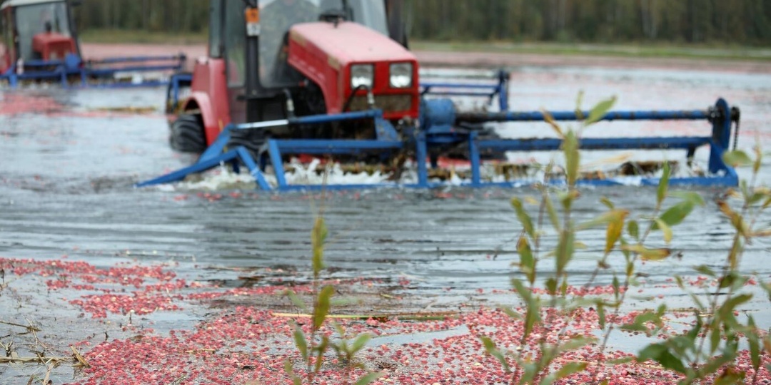 Ягодное море и адский труд. Посмотрели, с помощью какой техники собирают клюкву на Полесье