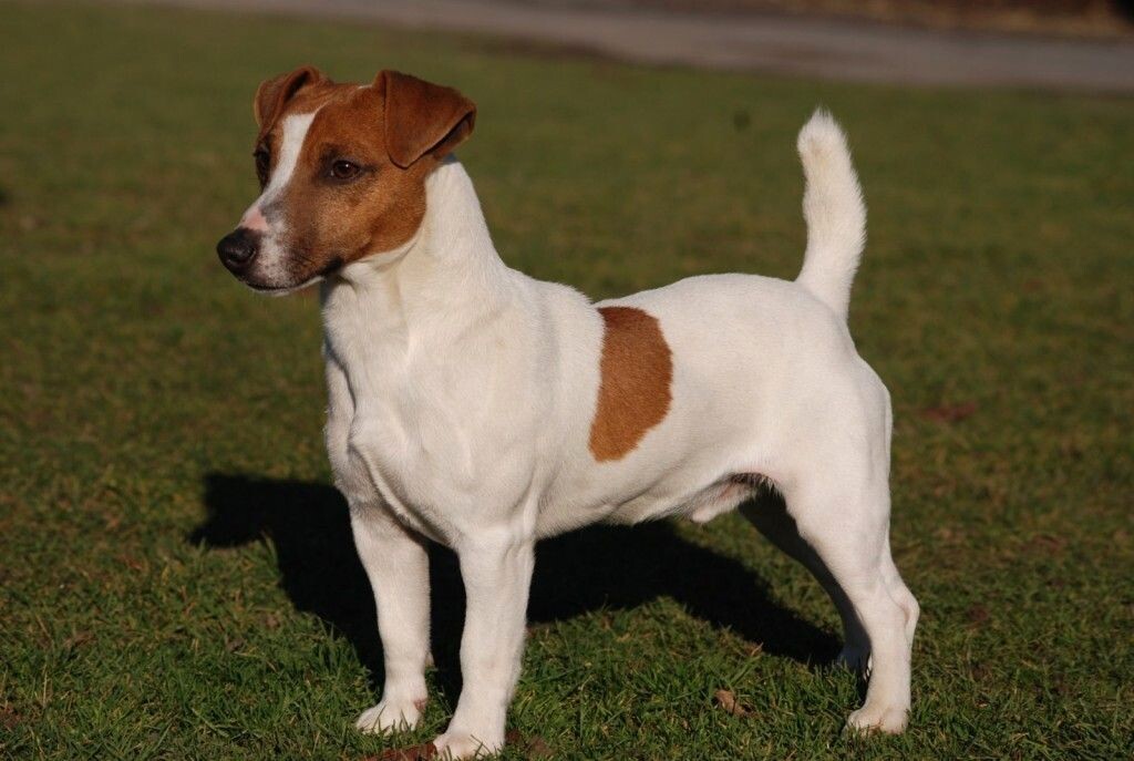 Джек-рассел-терьер