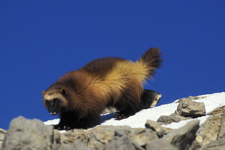 Росомаха: тень тайги и самый загадочный хищник России