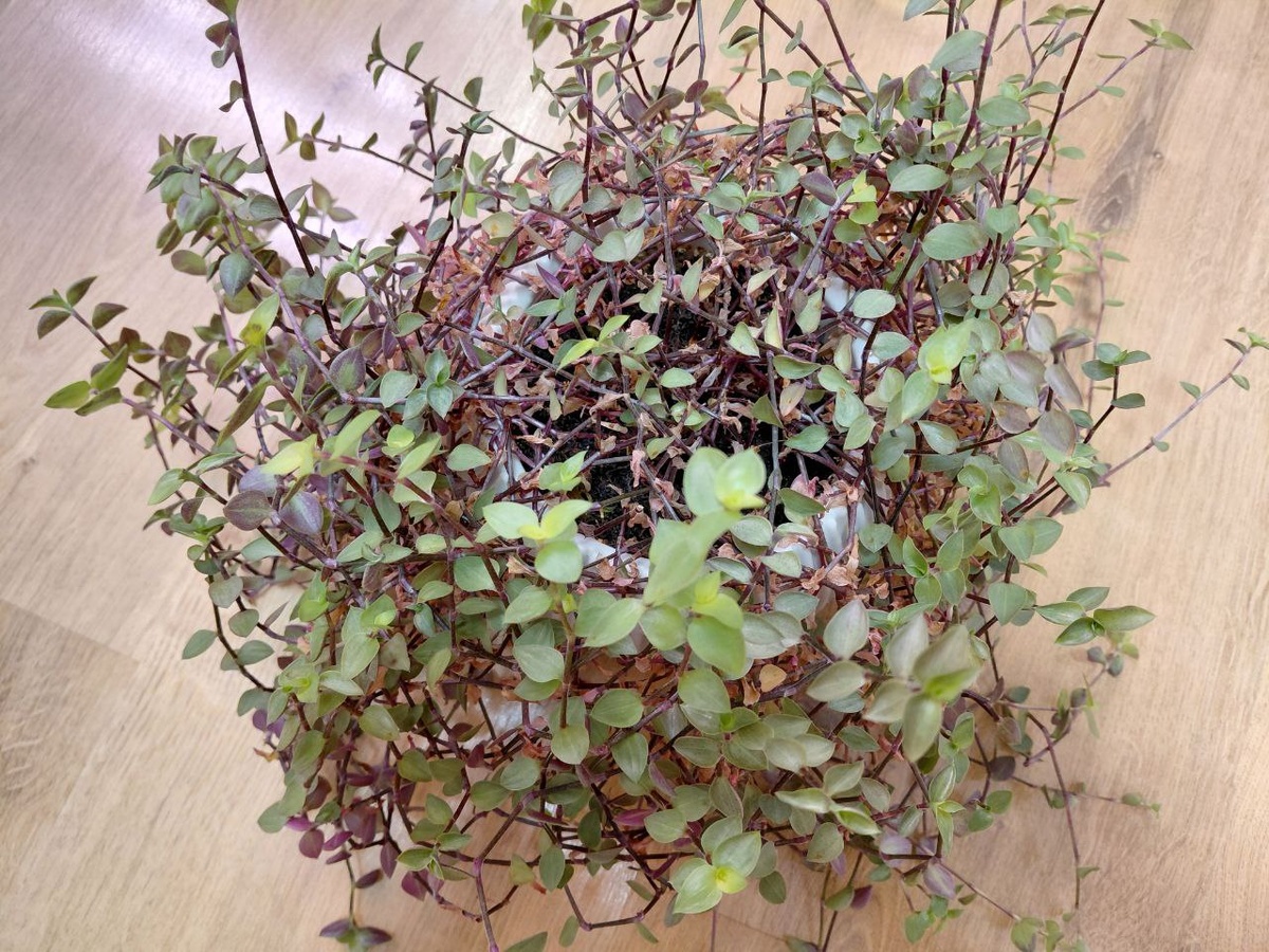 Каллизия требует регулярного обновления