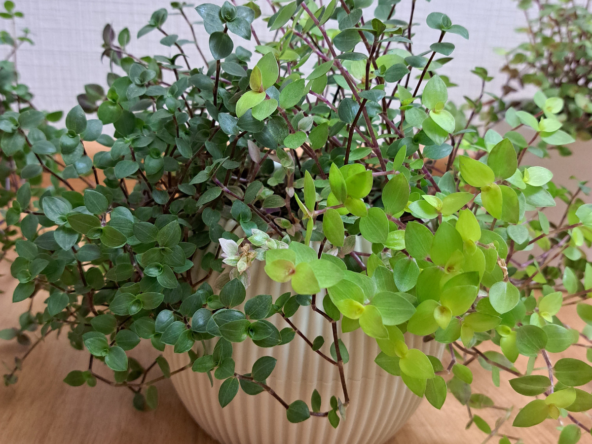 Каллизия ползучая 