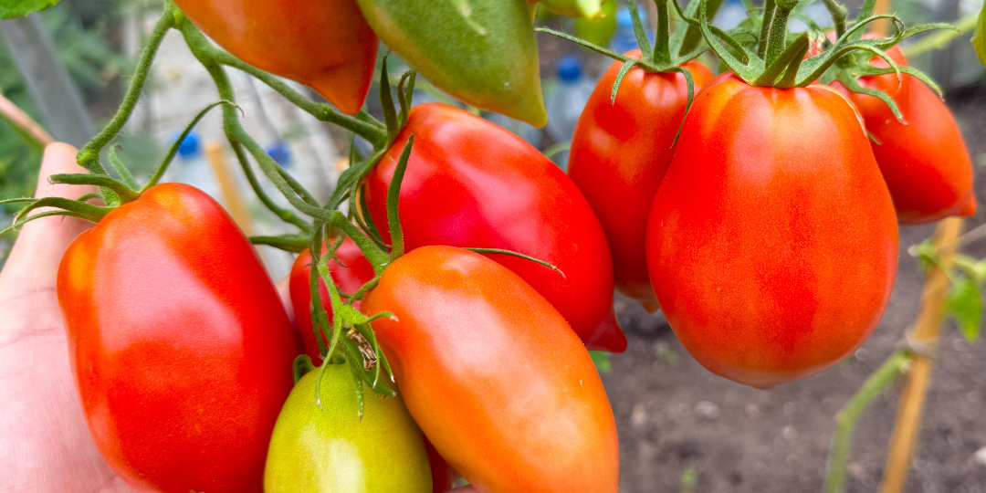 Томаты-трудяги за 2025 год, раннеспелые, неприхотливые, завалят урожаем