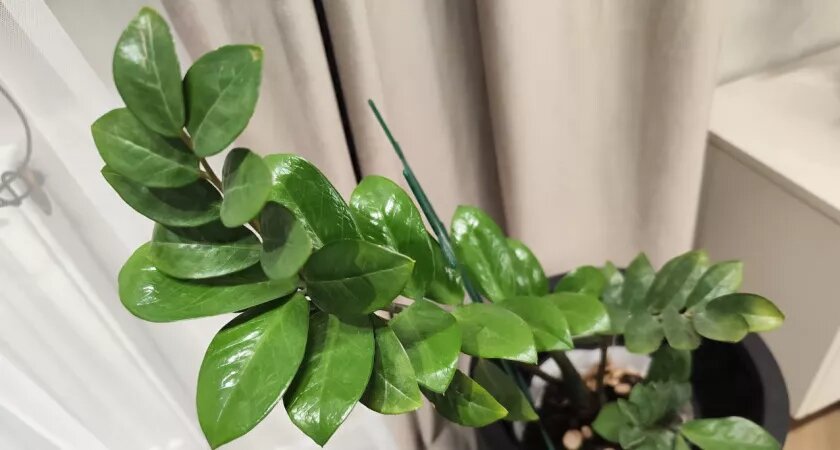    Даже трухлявая палка покроется листвой - вот как полить замиокулькас в октябре