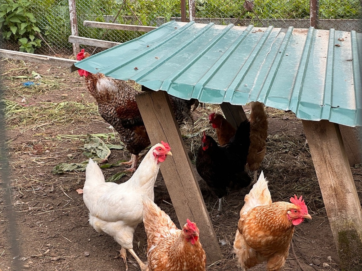    Какие странные вещи начинают творить куры, если их лишить петуха