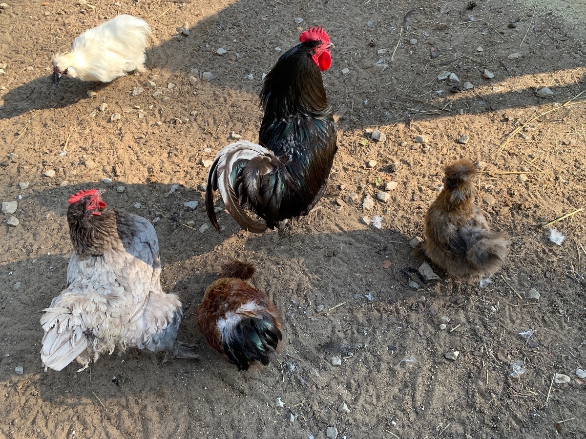    Яйца без петуха и с петухом чем отличаются - разница во вкусе и питательности