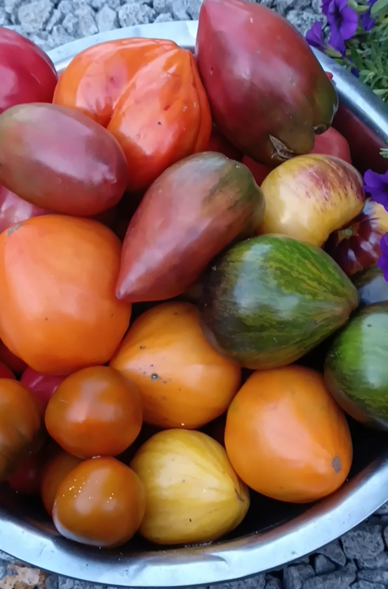 Эти томаты были собраны 9 октября