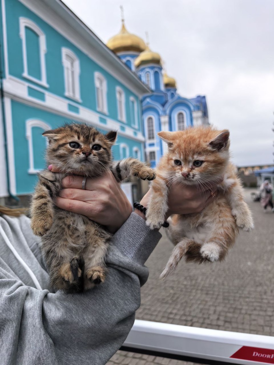 Новые котята с лишаем, которых будем лечить. Фото из архива автора