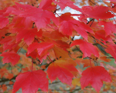 Фото The Royal Horticultural Society