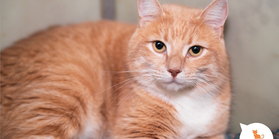 В этом мире не возможно жить без кота, кошки или котёнка