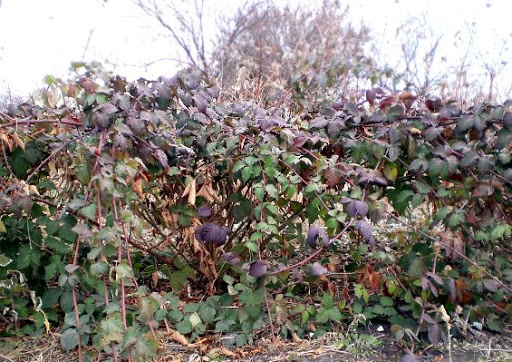 Вот почему мы не вовремя укрываем ежевику: 2 ошибки - и подмерзают плодовые почки, побеги - или подпревают. И как понять, что время пришло