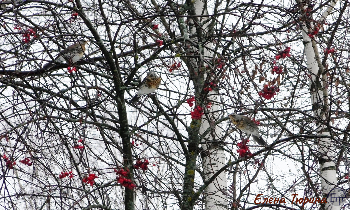 Фото: Елены Тюриной. Дрозды-рябинники. Ноябрь. 2023 г.