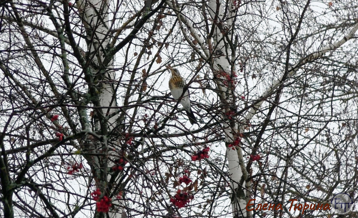 Фото: Елены Тюриной. Дрозд-рябинник. Ноябрь. 2023 г.