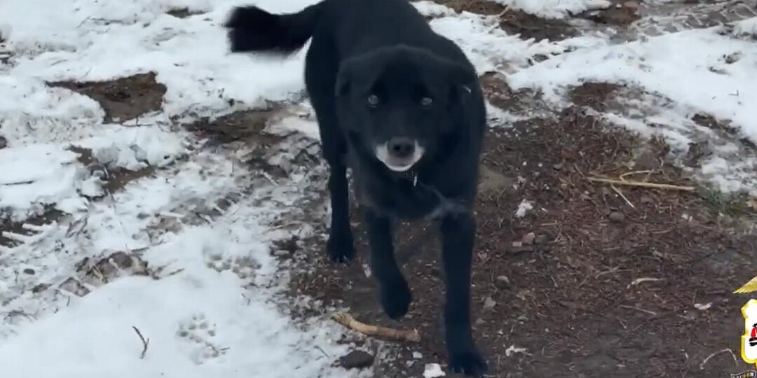 Родителей мальчиков, которые для видео измывались над собаками, оштрафовали в Иркутском районе
