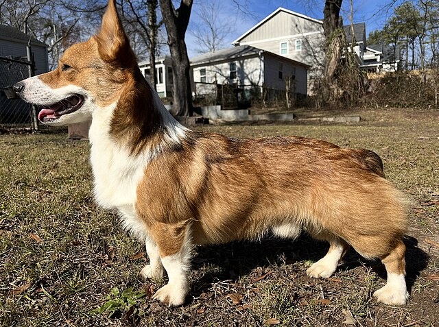 Корги — это собаки среднего размера, однако их пропорции создают впечатление, что они меньше, чем есть на самом деле.