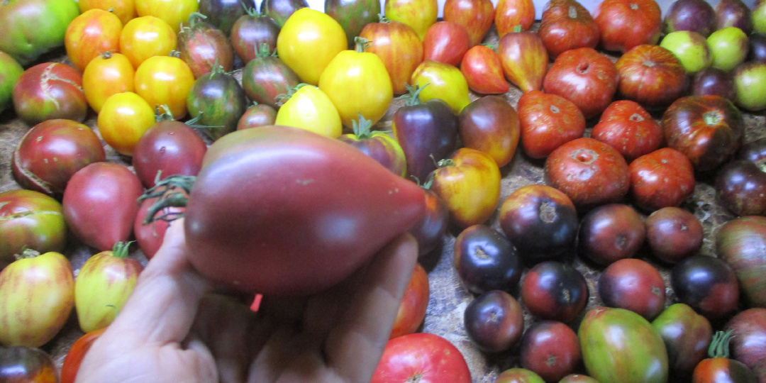 В этом году я вырастила 45 новых сортов томатов! Мои томаты – новинки 2025 года. Первые три сорта.