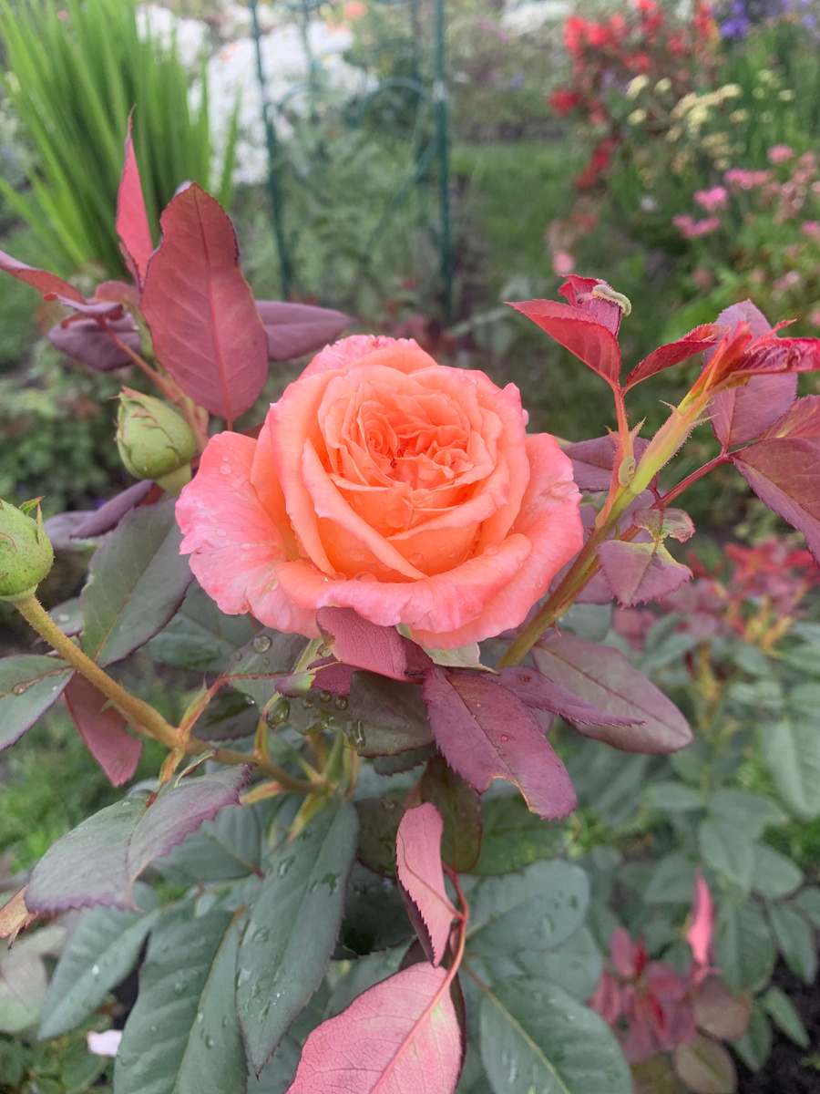 роза Сюзанн Тамаро, все фото автора