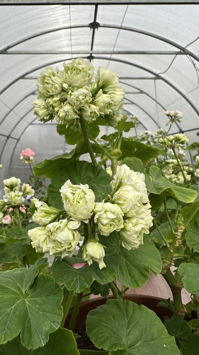 Пеларгония Midori byke 