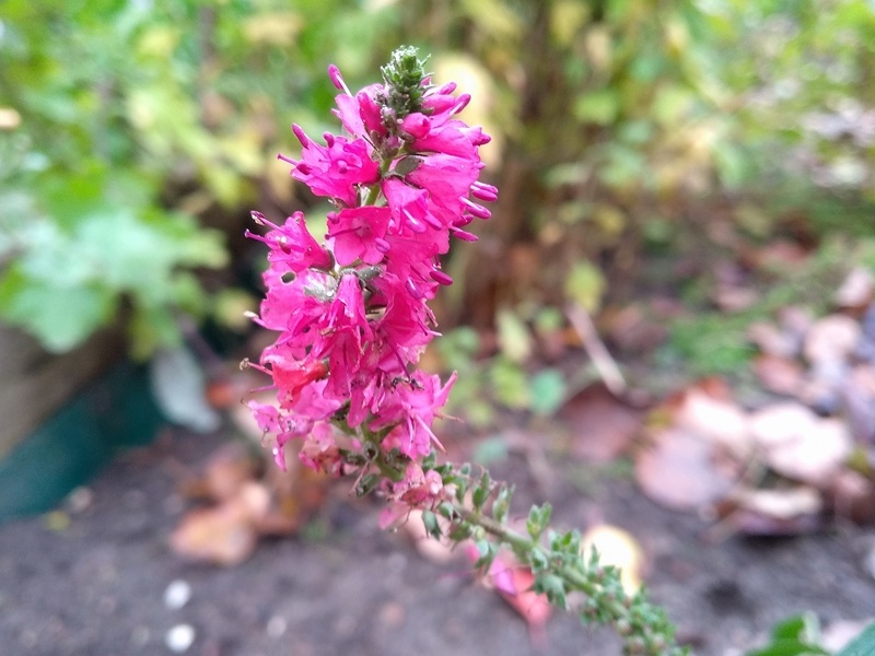 Вероника колосистая