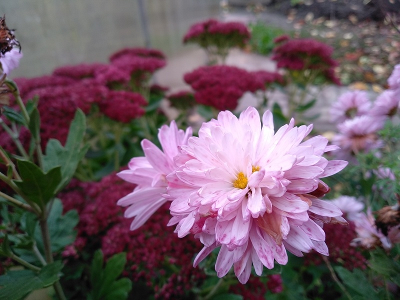 Хризантема на фоне пурпура очитка