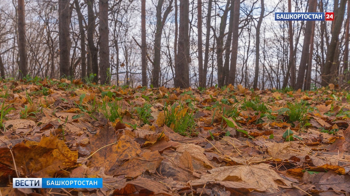    Сухие выходные и теплое начало следующей недели: синоптики рассказали о погоде в Башкирии