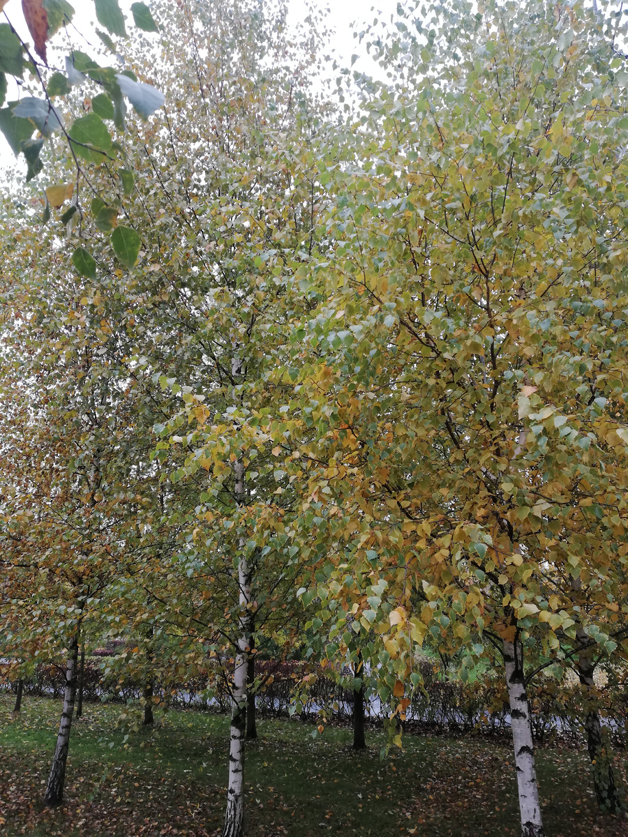 Молодые березки в парке