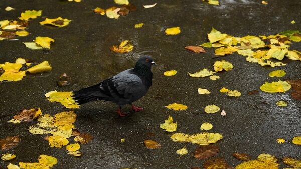    © Sputnik / Александр Кряжев