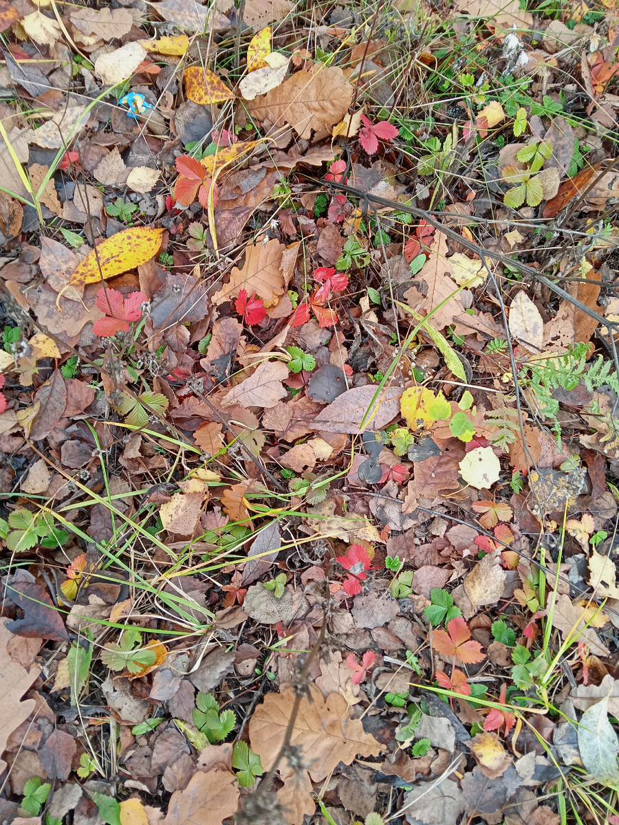 Фото автора.