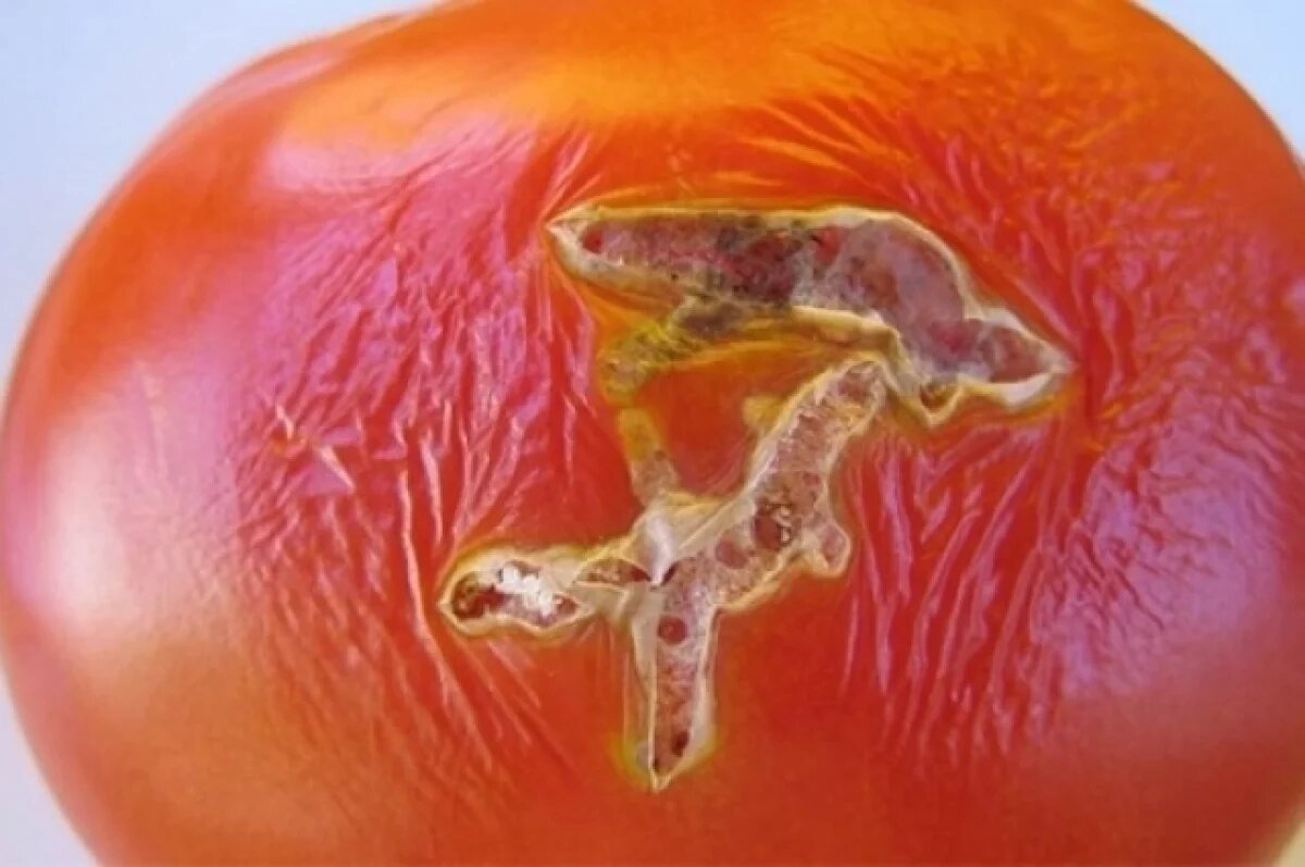    В Калининград хотели ввезти зараженные коричневой морщинистостью помидоры