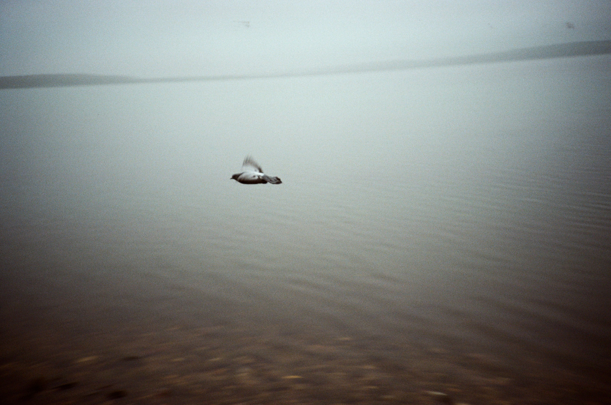 Голубь пролетает над водой любимого озера