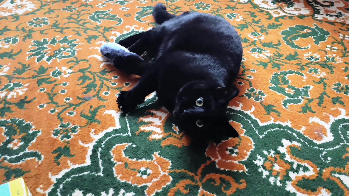 КАдр из видео Марины АБРОЧНОВОЙ)