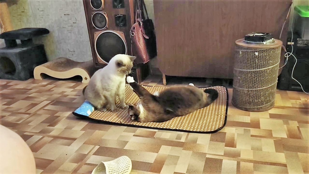 КАдр из видео Ксюши БЕКИРОВОЙ)